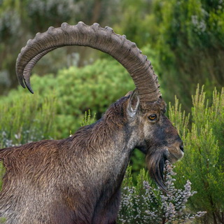 Simien Mountains - Ghenek - Male Walia ibex